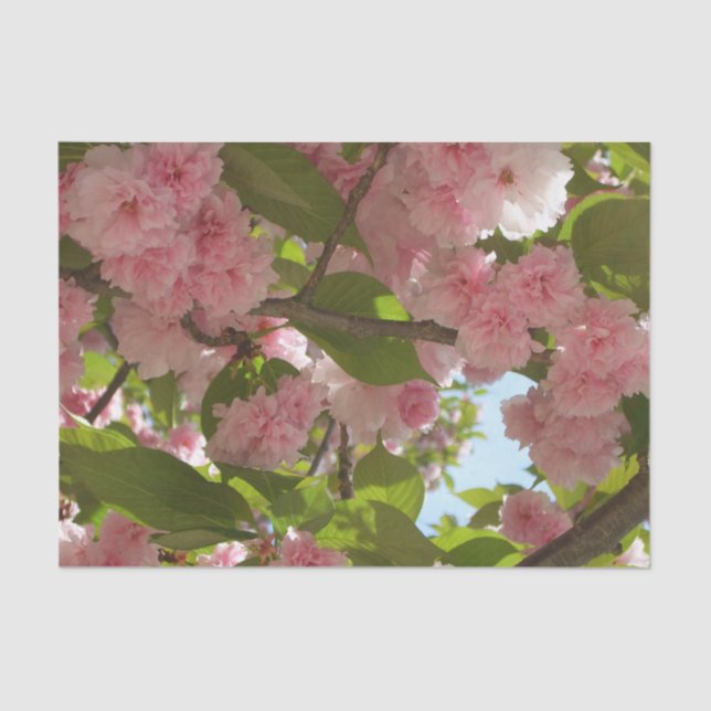 Double Blossoming Cherry Tree III Spring Floral Tissue Paper (Front)