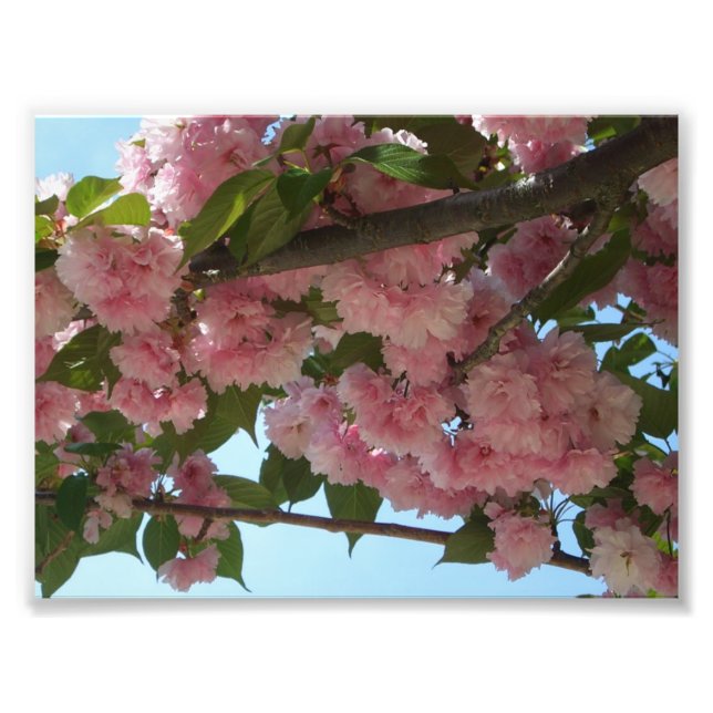 Double Blossoming Cherry Tree IV Spring Photo Print (Front)