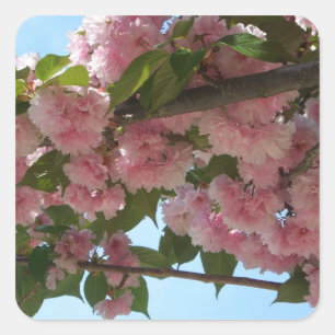 Double Blossoming Cherry Tree IV Spring Square Sticker