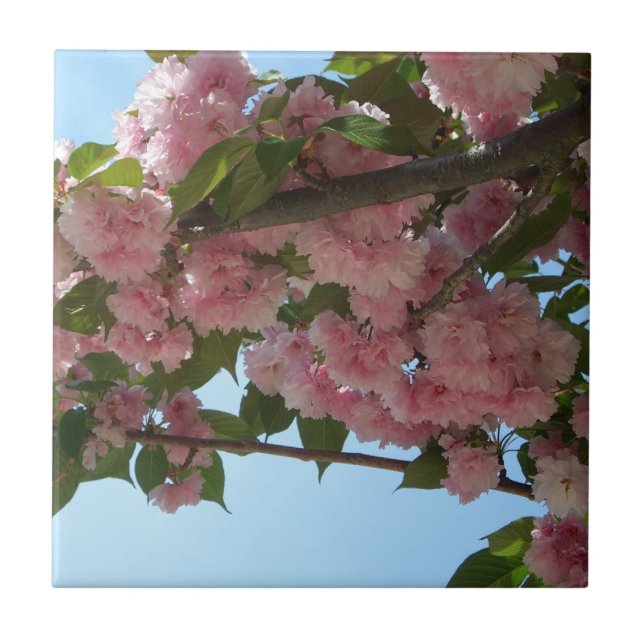 Double Blossoming Cherry Tree IV Spring Tile (Front)