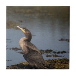 Double breasted cormorant ceramic tile