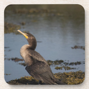 Double breasted cormorant coaster