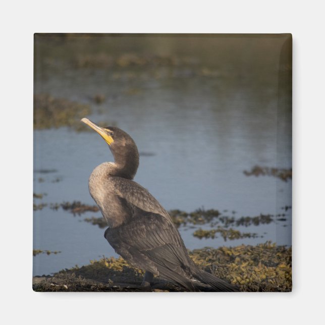 Double breasted cormorant magnet (Front)