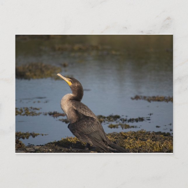 Double breasted cormorant postcard (Front)