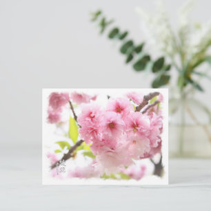 Double Cherry Blossom: Ayanishiki ポストカー Postcard