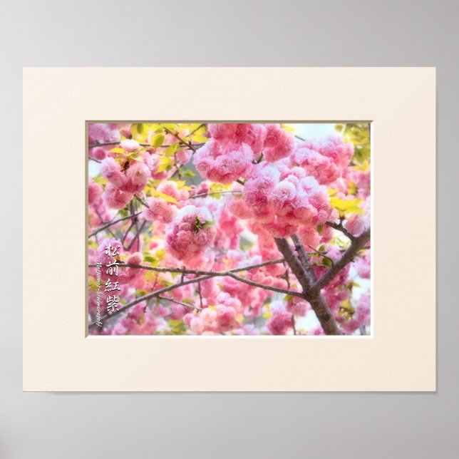 Double Cherry Blossom: Matsumae-benimurasaki Poster (Front)