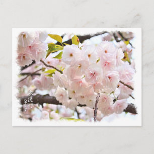 Double Cherry Blossom: Oh-jochin Postcard