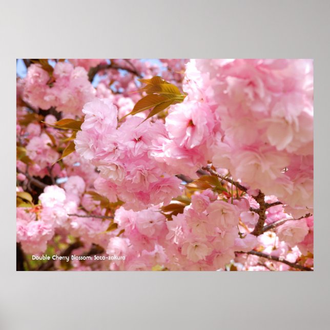 Double Cherry Blossom Poster (Front)