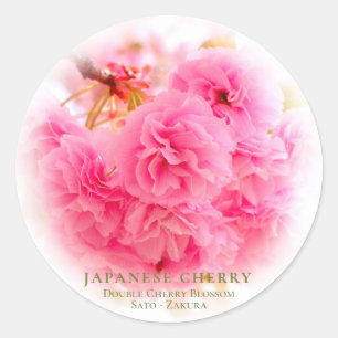Double Cherry Blossom: Sato-zakura Classic Round Sticker