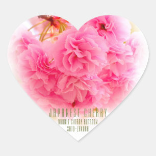 Double Cherry Blossom: Sato-zakura Heart Sticker