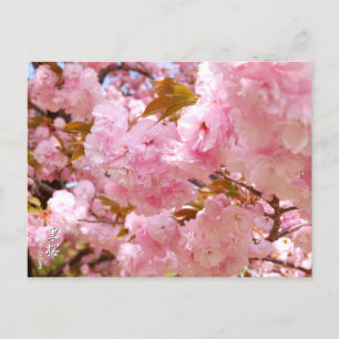 Double Cherry Blossom: Sato-zakura Postcard