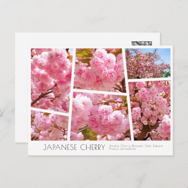 Double Cherry Blossom: Sato-zakura Postcard (Front/Back)