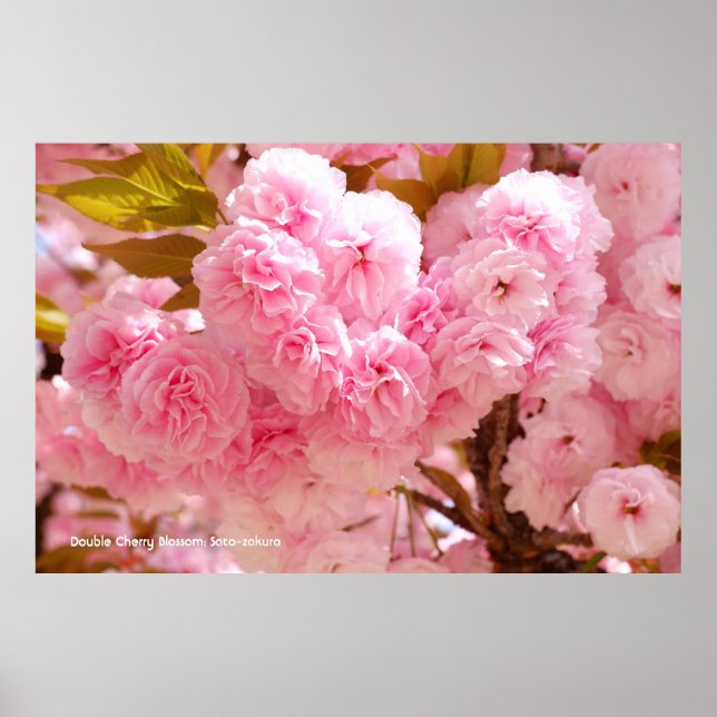Double Cherry Blossom: Sato-zakura Poster (Front)