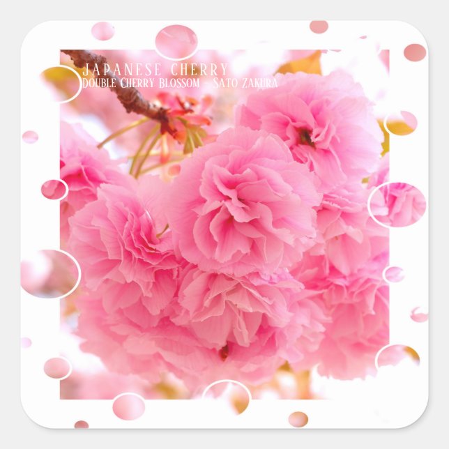 Double Cherry Blossom: Sato-zakura Square Sticker (Front)