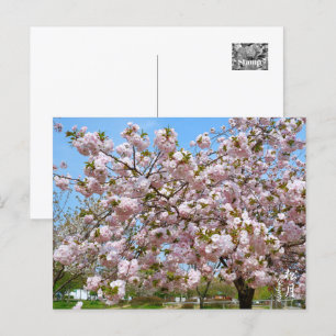 Double Cherry Blossom: Shogetsu Postcard