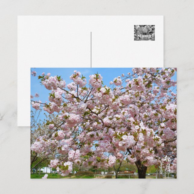 Double Cherry Blossom: Shogetsu Postcard (Front/Back)