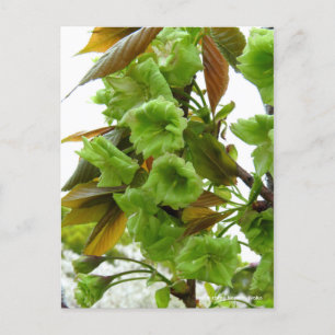 Double cherry blossoms: Gioiko [Postcard] Postcard