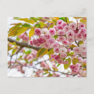 double cherry blossoms holiday postcard