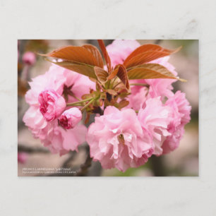 Double cherry blossoms "Kanzan":Postcard Postcard