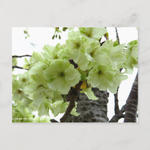 Double cherry blossoms: Ukon [Postcard] Postcard