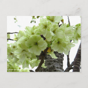 Double cherry blossoms: Ukon [Postcard] Postcard