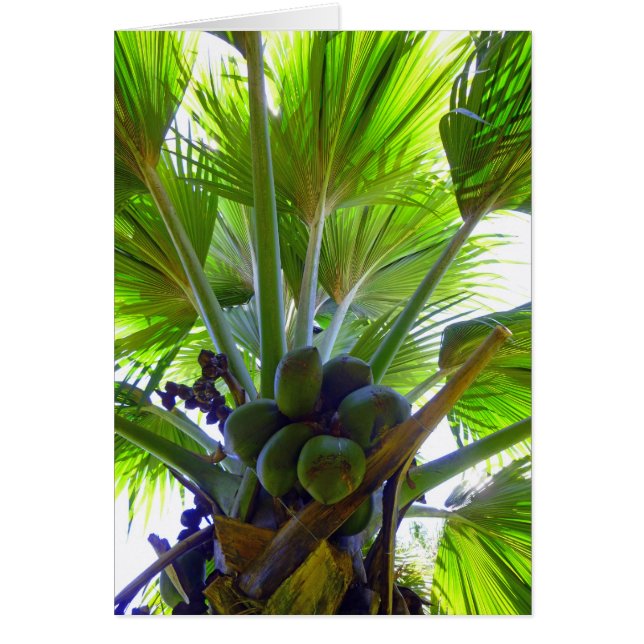 Double Coconut palm (Front)