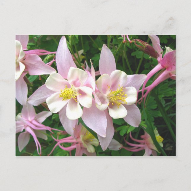 Double Columbine Postcard (Front)