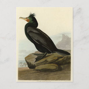 Double-crested Cormorant Audubon Birds of America  Postcard