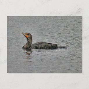 Double Crested Cormorant Bird Photo Postcard