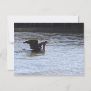 Double-crested Cormorant Bird Postcard