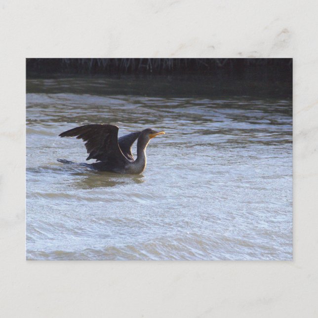 Double-crested Cormorant Bird Postcard (Front)