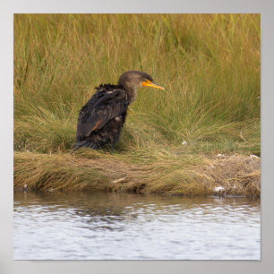 Double Crested Cormorant Bird Poster