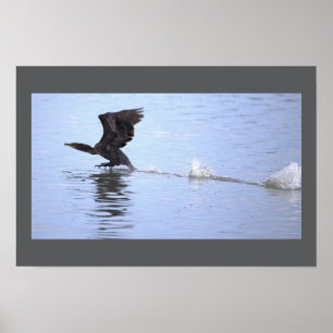 Double-crested Cormorant Bird Poster