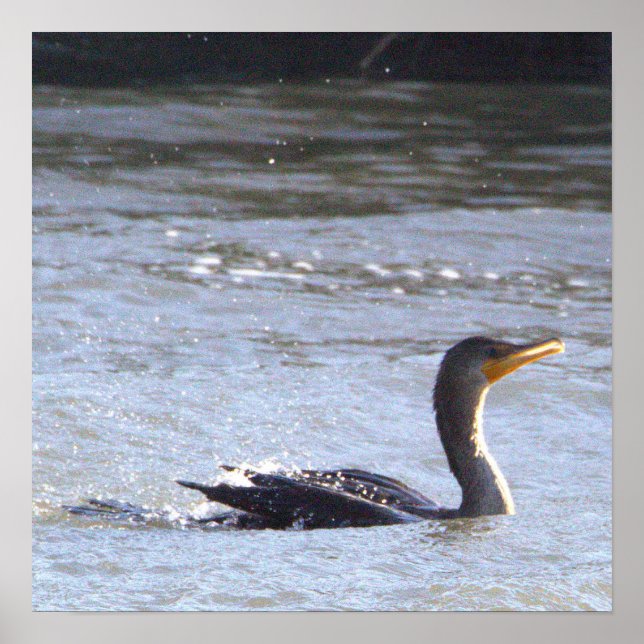 Double-crested Cormorant Bird Poster (Front)