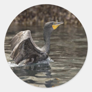 Double-crested Cormorant, Castle Rock, Shumagin Is Classic Round Sticker