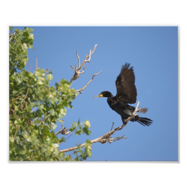 Double Crested Cormorant in Tree Photo Print (Front)