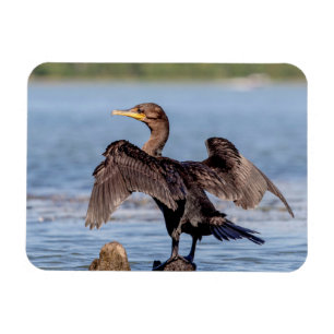 Double-crested Cormorant on Lake Champlain Magnet