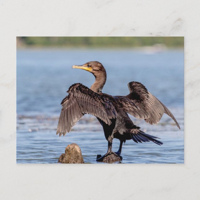 Double-crested Cormorant on Lake Champlain Postcard (Front)