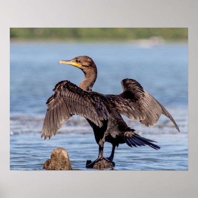Double-crested Cormorant on Lake Champlain Poster (Front)