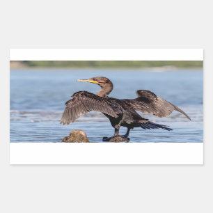 Double-crested Cormorant on Lake Champlain Rectangular Sticker