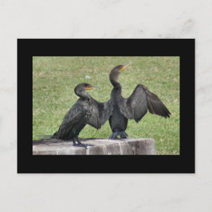Double Crested Cormorant Photo Postcard