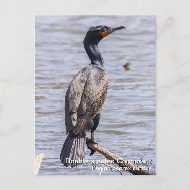 Double-crested Cormorant Postcard (Front)