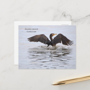 Double-crested Cormorant Postcard