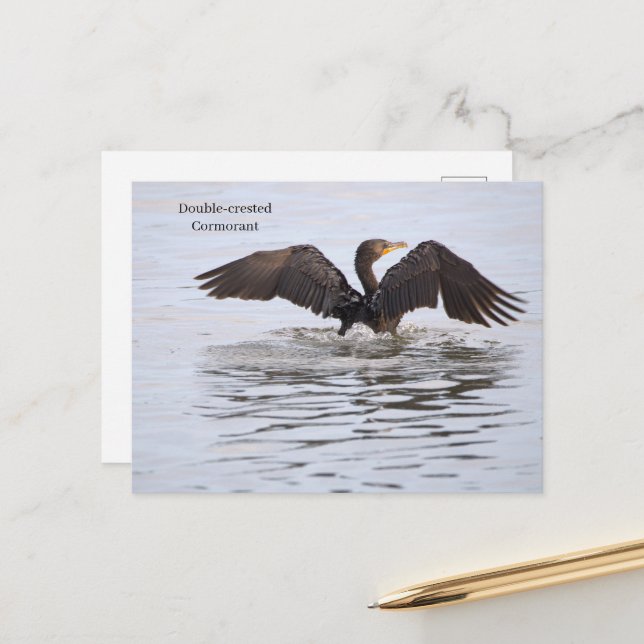 Double-crested Cormorant Postcard (Front/Back In Situ)