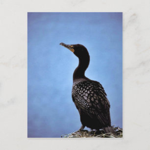 Double-crested Cormorant Postcard
