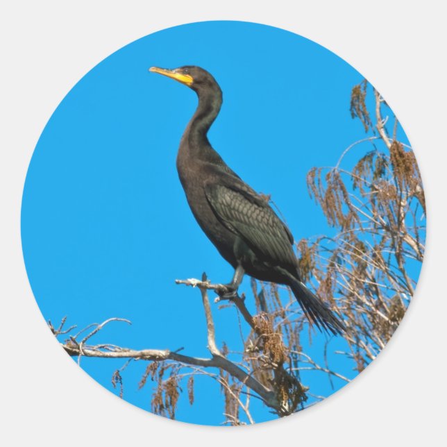 Double-crested Cormorant Stickers (Front)