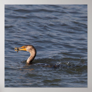 Double-crested Cormorant with Fish Poster