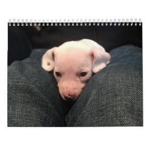 Double Dachshund Calendar