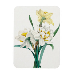 Double Daffodil, Pierre-Joseph Redouté, 1827 Magnet