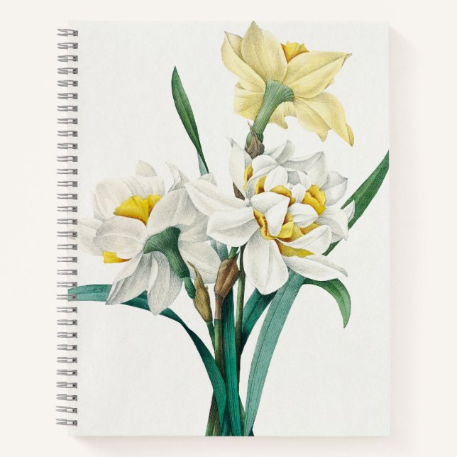 Double Daffodil,  Pierre-Joseph Redouté, 1827 Notebook (Front)
